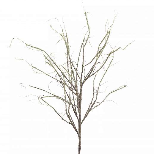 Branch/Plant
