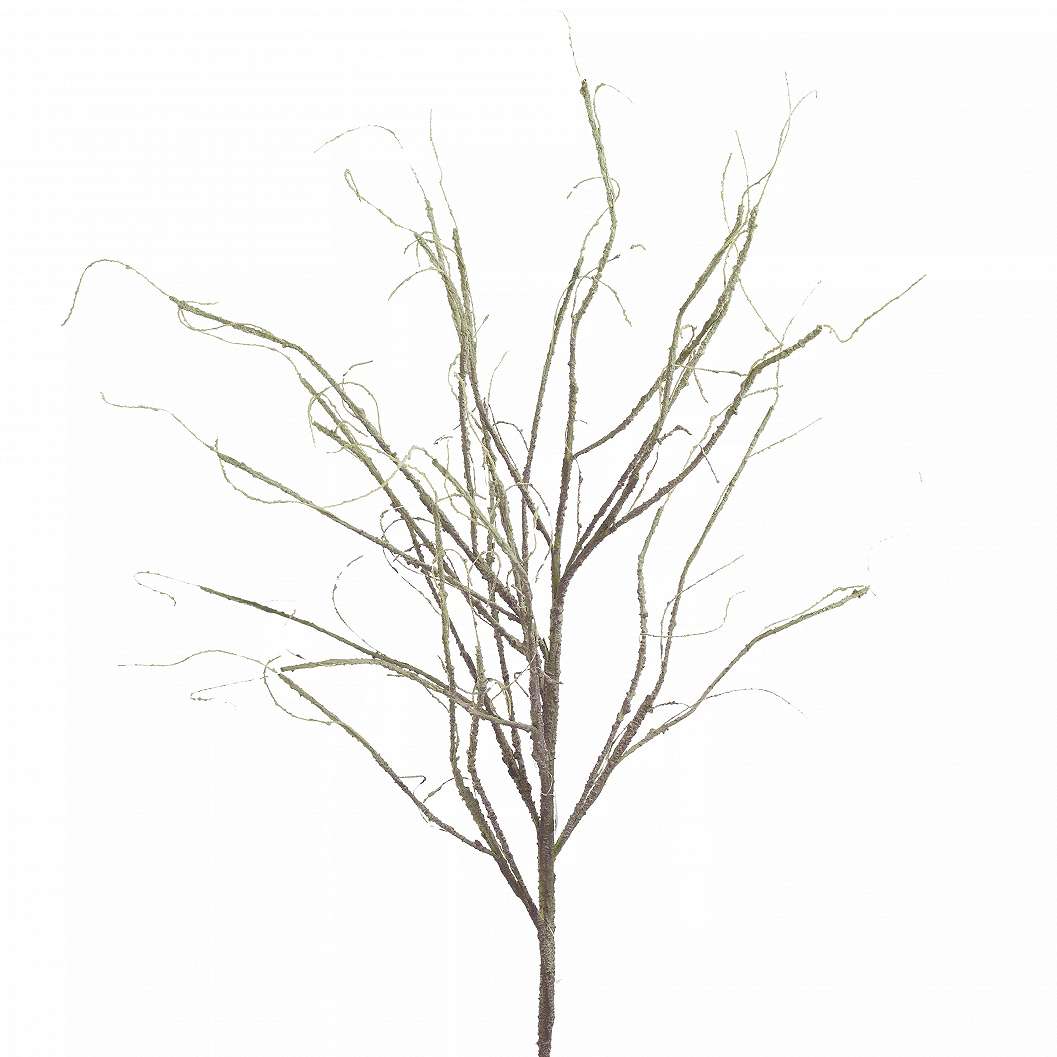 Branch/Plant