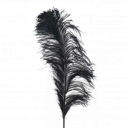 Decorative Feather