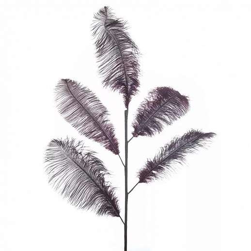 Decorative Feather