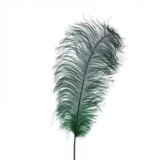Decorative Feather