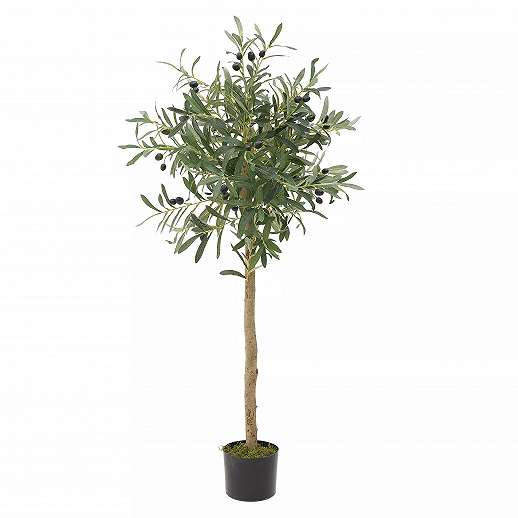 Olive Tree In A Pot