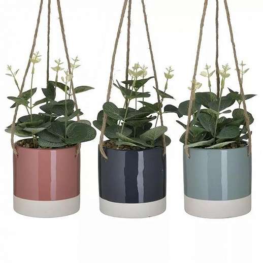 Plant In Hanging Pot
